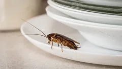 Tohle dělá 99 % lidí: důvod, proč se švábi objeví i v uklizeném bytě